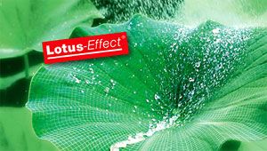 Lotusblatt mit Wasserspritzern im Tageslicht und Lotus Effect Text